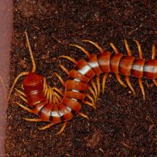 Peruvian Giant Centipede (Scolopendra gigantea)
