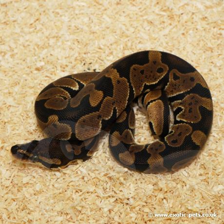 royal python or ball python python regius Images... Royal Python or Ball Python - Python regius
