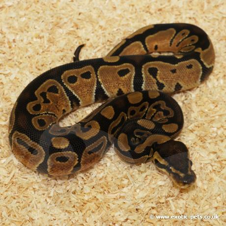 royal python or ball python python regius Images... Royal Python or Ball Python - Python regius