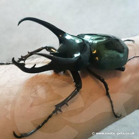 Rhinoceros Beetles