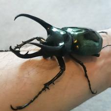 Rhinoceros Beetles (Various)