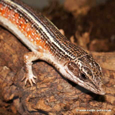 Black Lined Plated Lizard