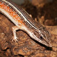 Black Lined Plated Lizard (Gerrhosaurus nigrolineatus)