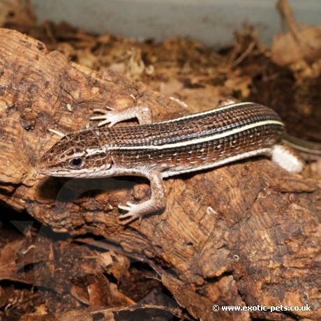 Black Lined Plated Lizard - Adult Female