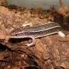 Black Lined Plated Lizard - Adult Female photo