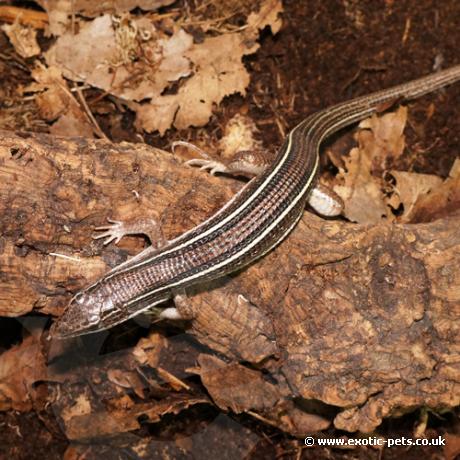 Black Lined Plated Lizard - top view