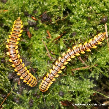 Thai Orange Flat Millipede