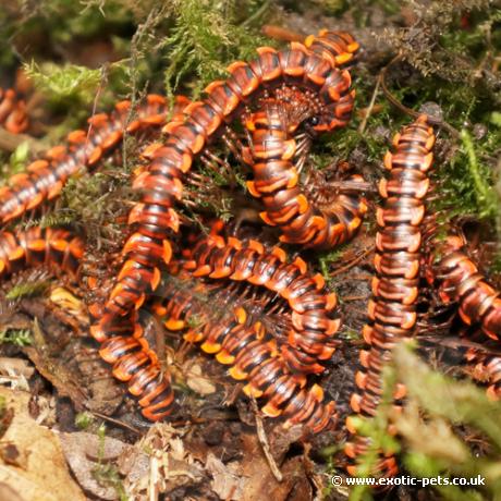 Thai Red Flat Millipede