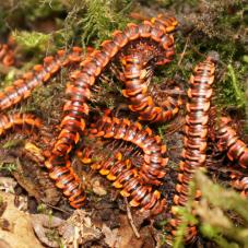 Thai Red Flat Millipede (Orthomorpha sp 