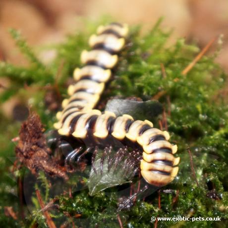 Thai White Flat Millipede