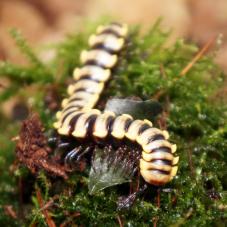 Thai White Flat Millipede (Orthomorpha sp 