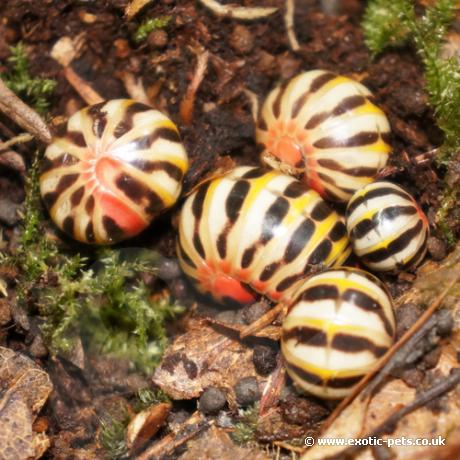 Candy Red Pill Bug