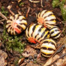 Candy Red Pill Bug (Rhopalomeris carnifex)