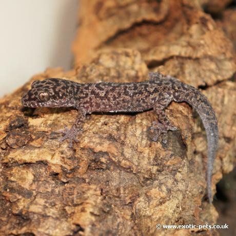 Siamese Leaf-Toed Gecko