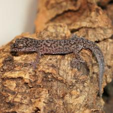 Siamese Leaf-Toed Gecko (Dixonius siamensis)