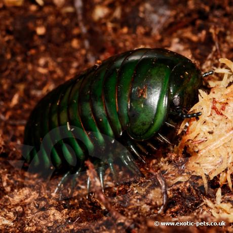 Madagascan Giant Emerald Pill Bugs