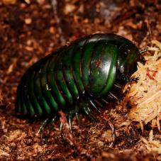 Madagascan Giant Emerald Pill Bugs (zoosphaerium neptunus)