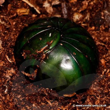 Madagascan Giant Emerald Pill Bug - rolled up