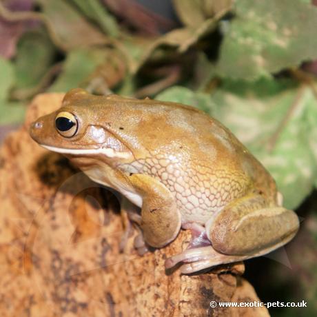 White Lipped Tree Frog