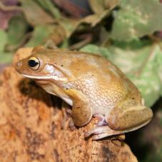 White Lipped Tree Frog (Litoria infrafrenata)