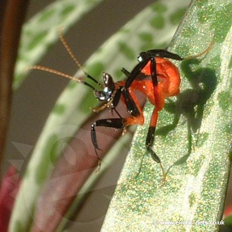 mantis orchid praying malaysian cleaning pets leg exotic use