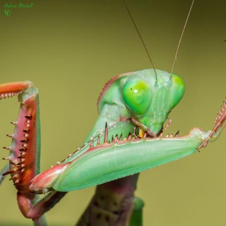 Giant Rainforest Mantis