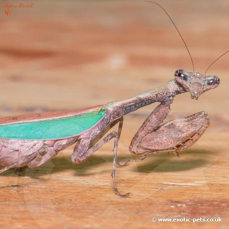 Japanese Boxer Mantis