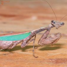 Japanese Boxer Mantis (Acromantis japonica)