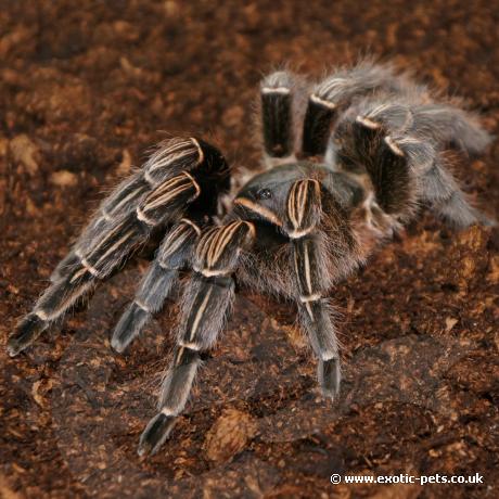 Stripe Knee Tarantula