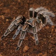 Stripe Knee Tarantula (Aphonopelma seemanni)