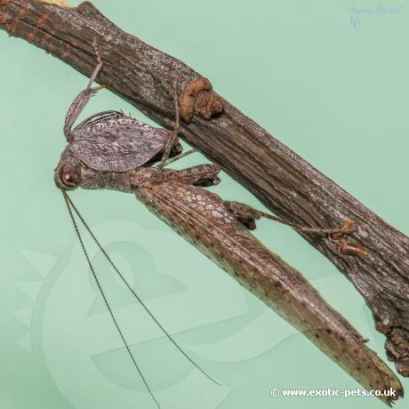 Chinese Boxer Mantis