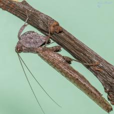 Chinese Boxer Mantis (Hestiasula cf. hoffmanni)