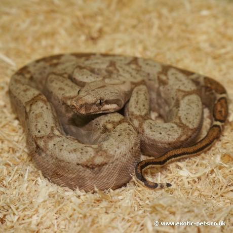 Hog Island Boa