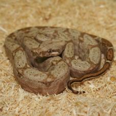 Hog Island Boa (Boa constrictor imperator)