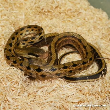 Taiwanese Beauty Snake