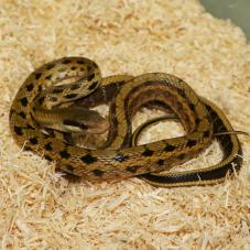 Taiwanese Beauty Snake (Orthriophis taeniurus)