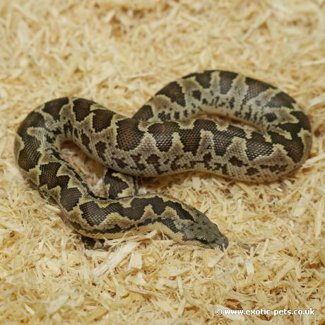 Rough Scaled Sand Boa