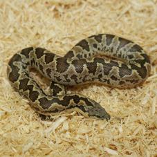 Rough Scaled Sand Boa (Eryx conicus)