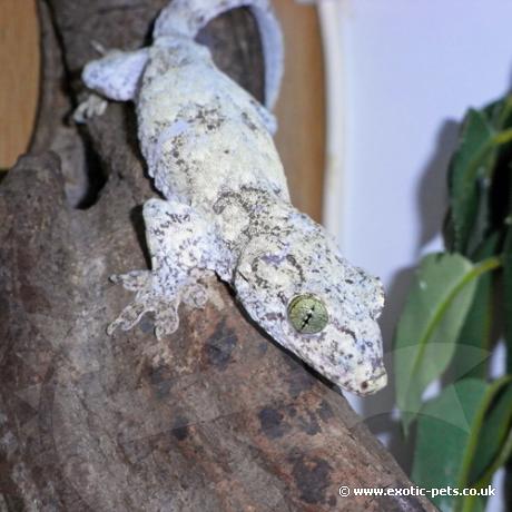 Halmahera Giant Gecko