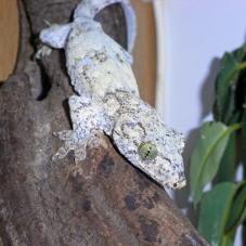 Halmahera Giant Gecko (Gehyra vorex)