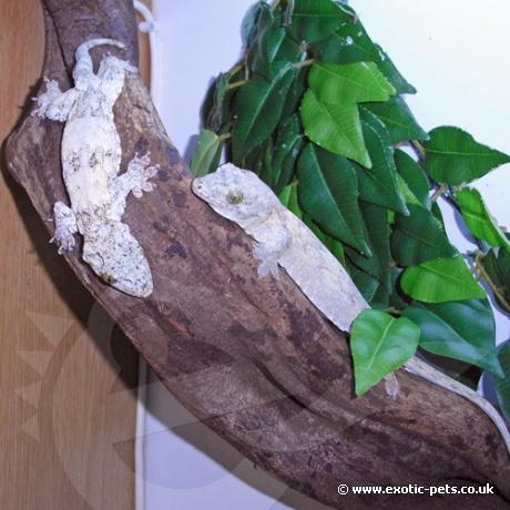 Halmahera Giant Gecko Pair