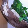 Halmahera Giant Gecko Pair photo