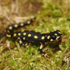 Yellow Spotted Newt (Neurergus crocatus )