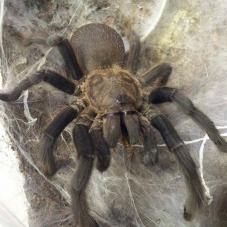 Lavender Earth Tiger (Chilobrachys sp. 