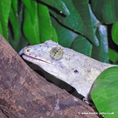 Halmahera Giant Gecko close up