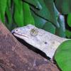 Halmahera Giant Gecko close up photo
