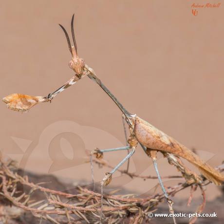 Wandering Violin Mantis