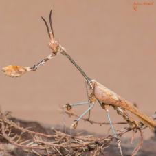 Wandering Violin Mantis (Gongylus gongylodes)