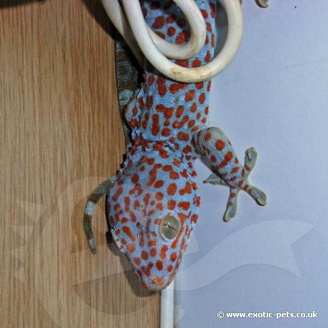 Tokay Gecko