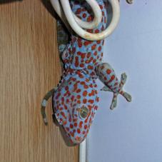 Tokay Gecko (Gekko gecko)